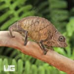 Spectral Pygmy Chameleon for sale - Underground Reptiles