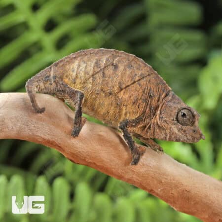 Spectral Pygmy Chameleon for sale - Underground Reptiles