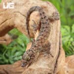 Spotted House Geckos For Sale - Underground Reptiles