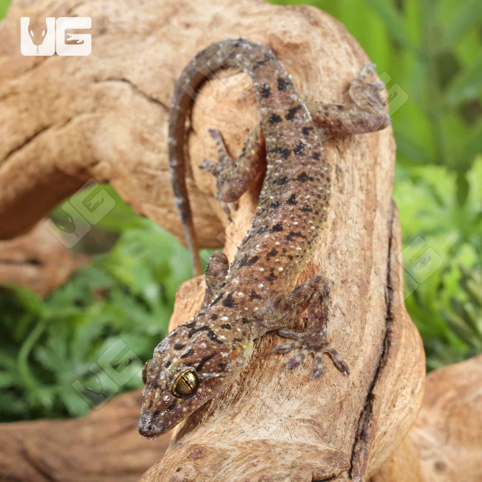 Spotted House Geckos For Sale - Underground Reptiles