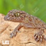 Spotted House Geckos For Sale - Underground Reptiles