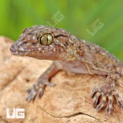 Spotted House Geckos For Sale - Underground Reptiles