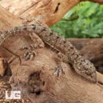 Spotted House Geckos For Sale - Underground Reptiles