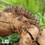 Spotted House Geckos For Sale - Underground Reptiles