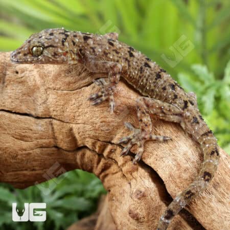 Spotted House Geckos For Sale - Underground Reptiles