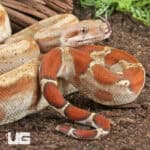T+ Sunglow Fire Boa For Sale - Underground Reptiles