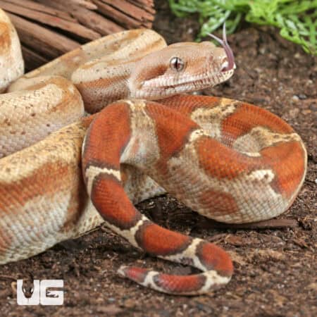 T+ Sunglow Fire Boa For Sale - Underground Reptiles