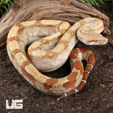 T+ Sunglow Fire Boa For Sale - Underground Reptiles