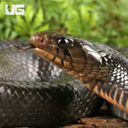 2022 Texas Indigo Snake For Sale - Underground Reptiles