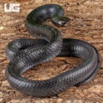 2022 Texas Indigo Snake For Sale - Underground Reptiles