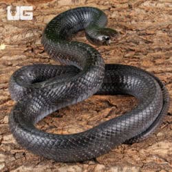 2022 Texas Indigo Snake For Sale - Underground Reptiles
