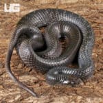 2022 Texas Indigo Snake For Sale - Underground Reptiles