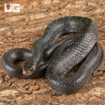 2022 Texas Indigo Snake For Sale - Underground Reptiles
