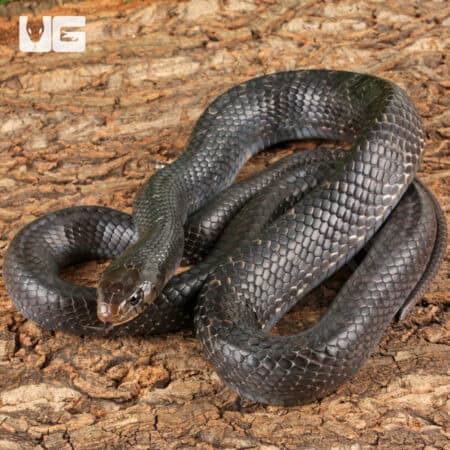 2022 Texas Indigo Snake For Sale - Underground Reptiles