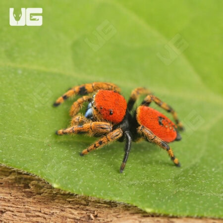 Apache Jumping Spiders For Sale - Underground Reptiles