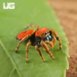 Apache Jumping Spiders For Sale - Underground Reptiles