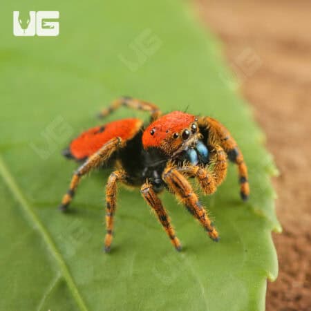 Apache Jumping Spiders For Sale - Underground Reptiles