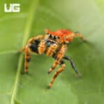 Apache Jumping Spiders For Sale - Underground Reptiles