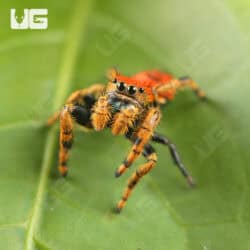 Apache Jumping Spiders For Sale - Underground Reptiles