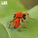 Apache Jumping Spiders For Sale - Underground Reptiles