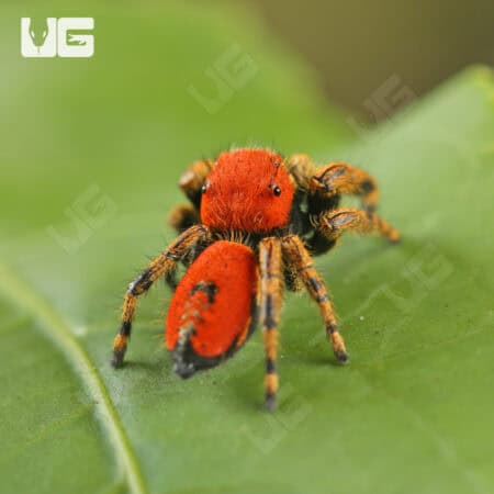 Apache Jumping Spiders For Sale - Underground Reptiles