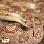 Argentine Rainbow Boas For Sale - Underground Reptiles
