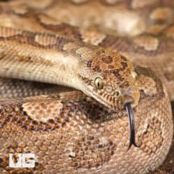 Argentine Rainbow Boas For Sale - Underground Reptiles