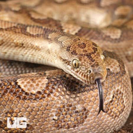 Argentine Rainbow Boas For Sale - Underground Reptiles