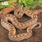 Argentine Rainbow Boas For Sale - Underground Reptiles