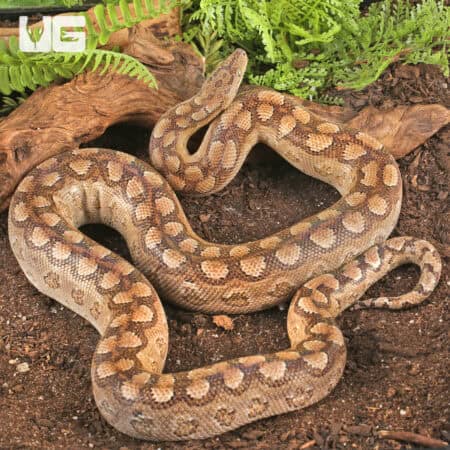 Argentine Rainbow Boas For Sale - Underground Reptiles