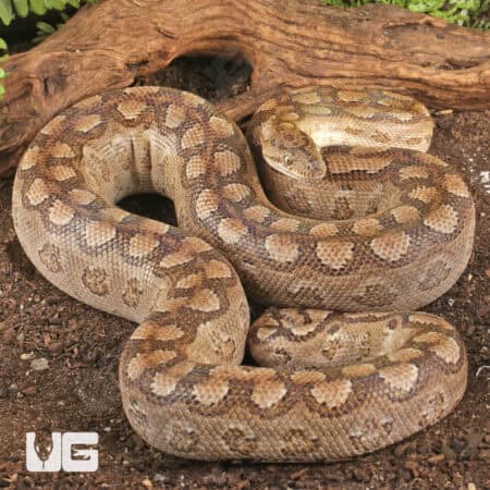 Argentine Rainbow Boas For Sale - Underground Reptiles