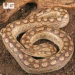 Argentine Rainbow Boas For Sale - Underground Reptiles