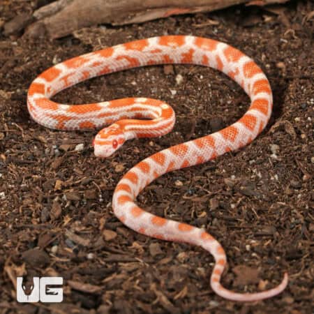 Baby Amel Motley Cornsnakes (Pantherophis guttatus) For Sale - Underground Reptiles
