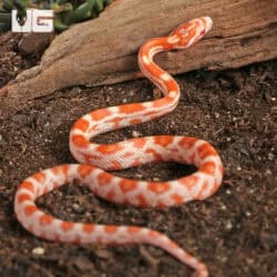 Baby Amel Motley Cornsnakes (Pantherophis guttatus) For Sale - Underground Reptiles