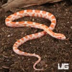 Baby Amel Motley Cornsnakes (Pantherophis guttatus) For Sale - Underground Reptiles