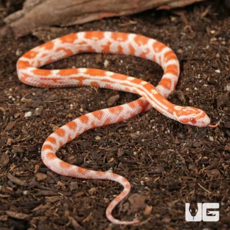 Baby Amel Motley Cornsnakes (Pantherophis guttatus) For Sale - Underground Reptiles