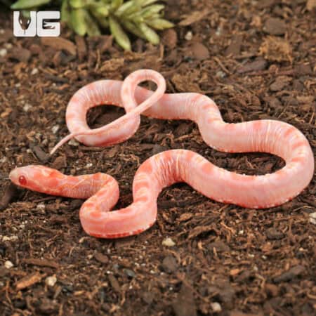 Baby Amel Scaleless Okeetee Cornsnake (Pantherophis guttatus) For Sale - Underground Reptiles