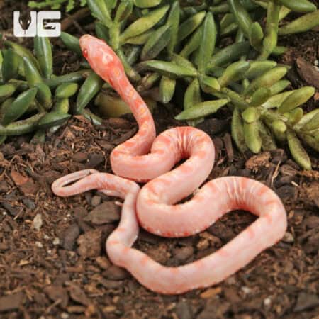 Baby Amel Scaleless Okeetee Cornsnake (Pantherophis guttatus) For Sale - Underground Reptiles