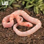 Baby Amel Scaleless Okeetee Cornsnake (Pantherophis guttatus) For Sale - Underground Reptiles