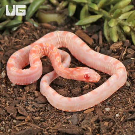Baby Amel Scaleless Okeetee Cornsnake (Pantherophis guttatus) For Sale - Underground Reptiles