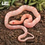Baby Amel Scaleless Okeetee Cornsnake (Pantherophis guttatus) For Sale - Underground Reptiles