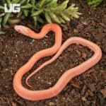 Baby Amel Scaleless Tessera Cornsnakes For Sale - Underground Reptiles