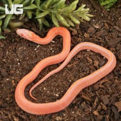 Baby Amel Scaleless Tessera Cornsnakes For Sale - Underground Reptiles