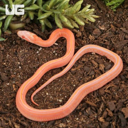 Baby Amel Scaleless Tessera Cornsnakes For Sale - Underground Reptiles