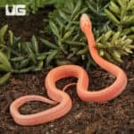 Baby Amel Scaleless Tessera Cornsnakes For Sale - Underground Reptiles