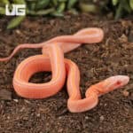 Baby Amel Scaleless Tessera Cornsnakes For Sale - Underground Reptiles