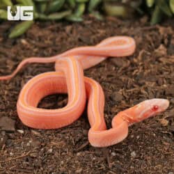 Baby Amel Scaleless Tessera Cornsnakes For Sale - Underground Reptiles
