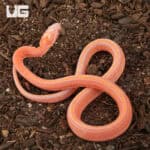 Baby Amel Scaleless Tessera Cornsnakes For Sale - Underground Reptiles