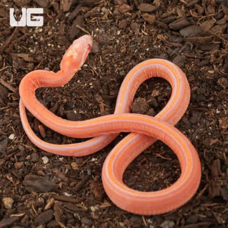Baby Amel Scaleless Tessera Cornsnakes For Sale - Underground Reptiles