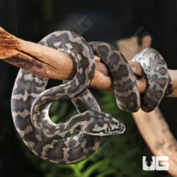 Baby Axanthic Irian Jaya Carpet Python For Sale - Underground Reptiles